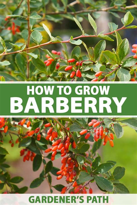 burberry seeds|how to propagate barberry shrubs.